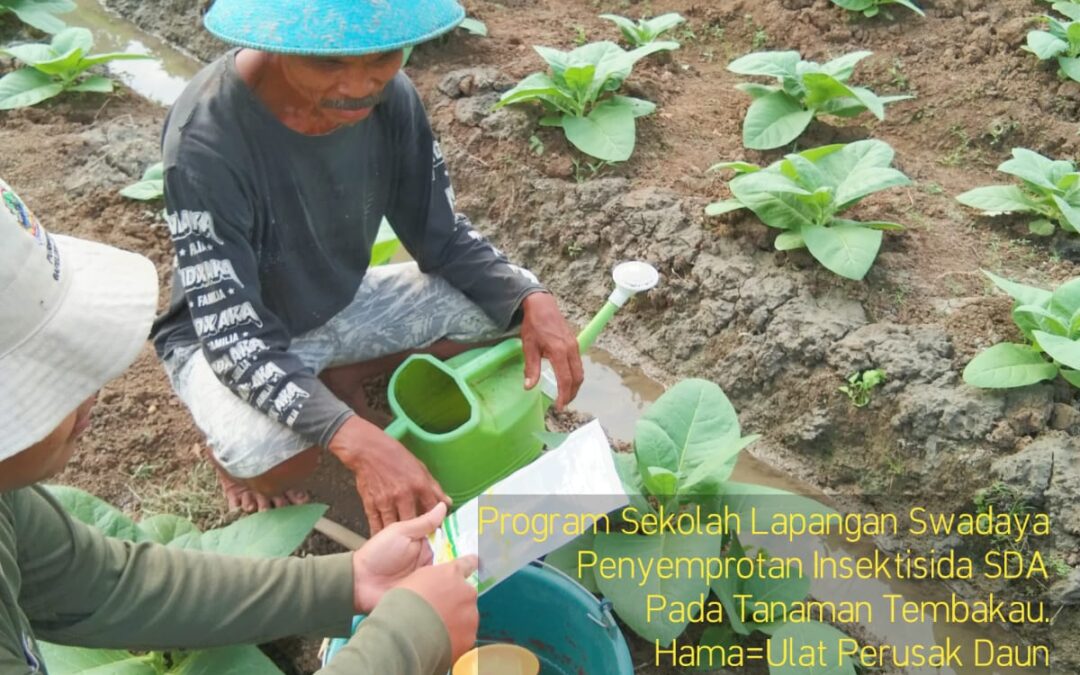 program sekolah lapangan swadaya untuk penyemprotan insektisida SDA pada tanaman tembakau varian Jember Sili