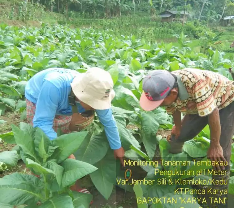 Monitoring Tanaman Tembakau di Desa Babakan: Pengukuran pH Meter untuk Varian Jember, Sili, dan Klemloko/Kedu pada Kelompok Tani Babakan …