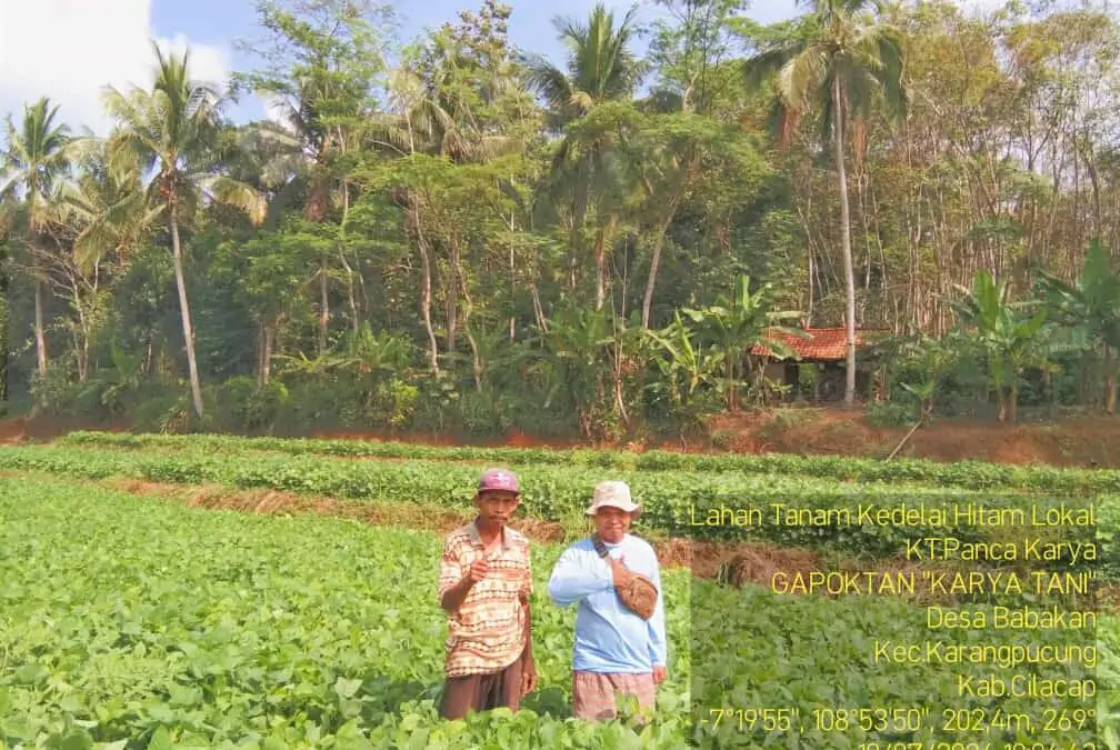 Budidaya Kedelai Hitam Lokal di Desa Babakan oleh Kelompok Tani Panca Karya